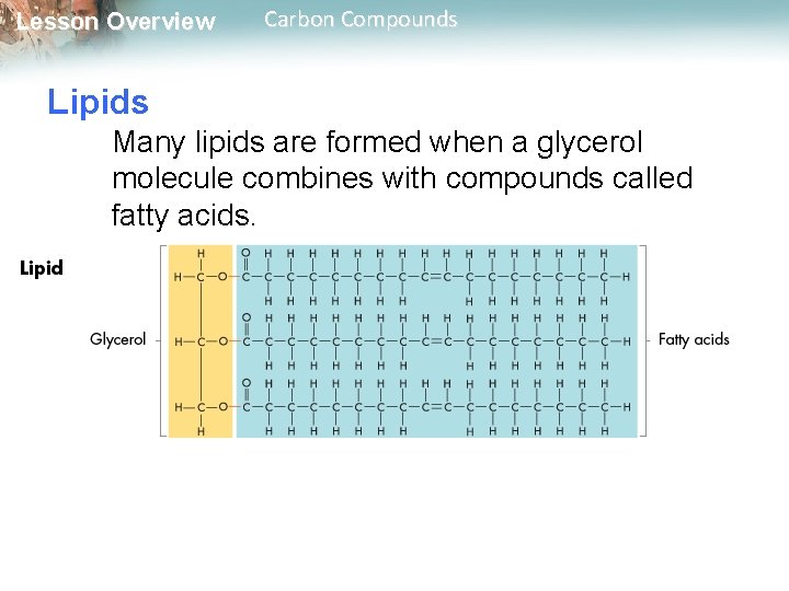 Lesson Overview Carbon Compounds Lipids Many lipids are formed when a glycerol molecule combines