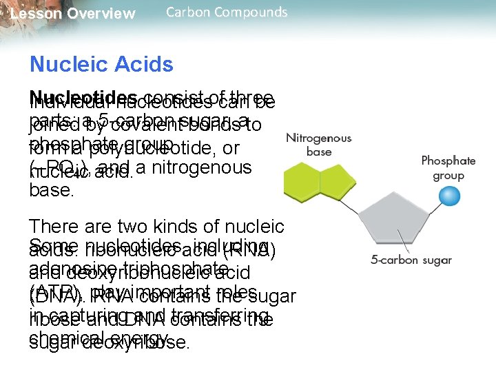Lesson Overview Carbon Compounds Nucleic Acids Nucleotides consist ofcan three Individual nucleotides be parts: