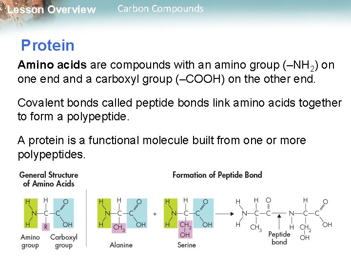 Lesson Overview Carbon Compounds Protein Amino acids are compounds with an amino group (–NH
