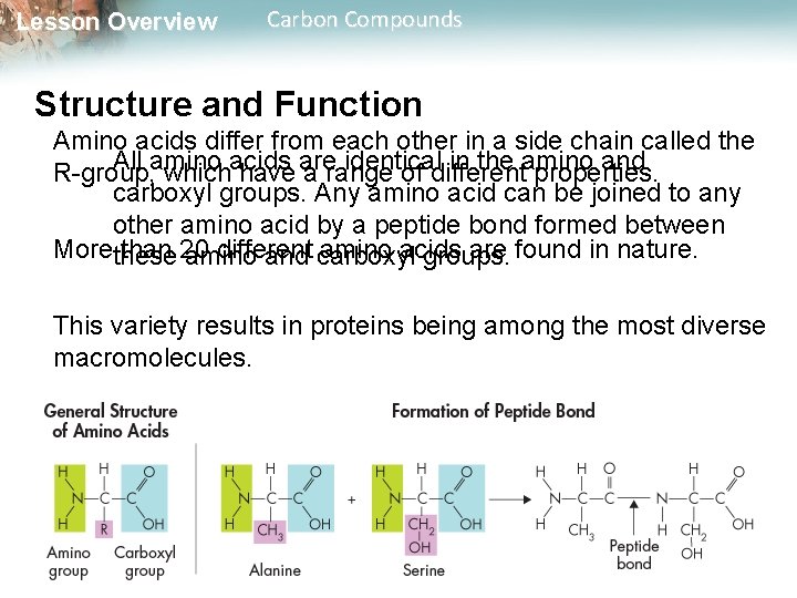 Lesson Overview Carbon Compounds Structure and Function Amino acids differ from each other in