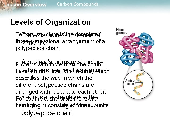 Lesson Overview Carbon Compounds Levels of Organization Tertiary structure the complete, Proteins haveisfour levels