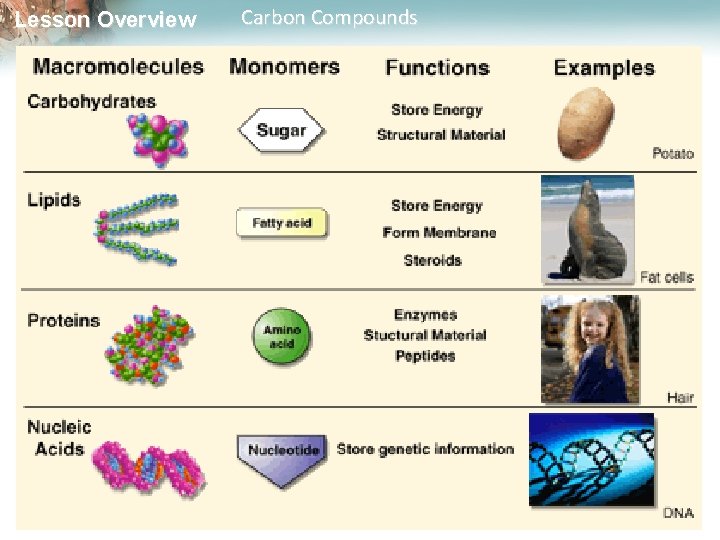 Lesson Overview Carbon Compounds 