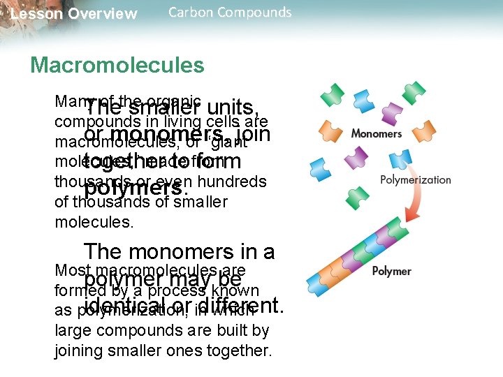 Lesson Overview Carbon Compounds Macromolecules Many of the organic units, The smaller compounds in