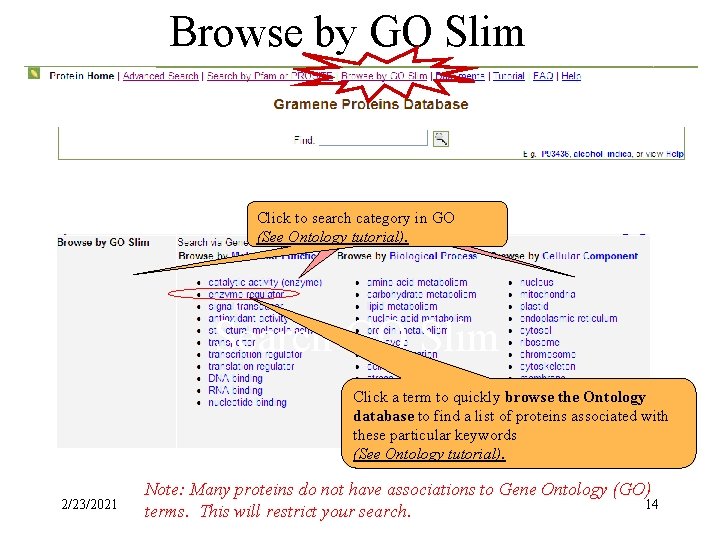 Browse by GO Slim Click to search category in GO (See Ontology tutorial). Search
