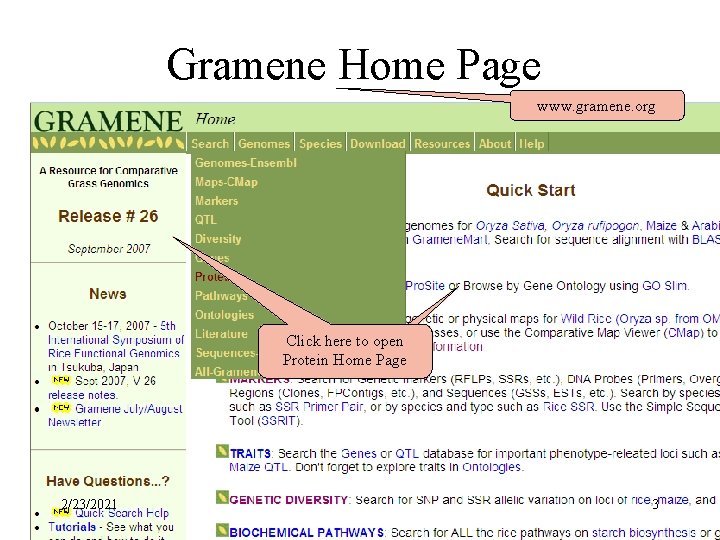 Gramene Home Page www. gramene. org Click here to open Protein Home Page 2/23/2021