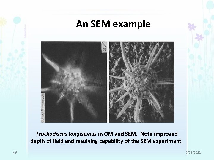 An SEM example Trochodiscus longispinus in OM and SEM. Note improved depth of field