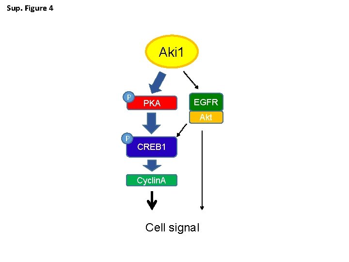 Sup. Figure 4 Aki 1 P PKA EGFR Akt P CREB 1 Cyclin. A