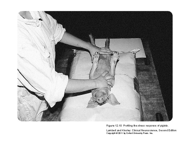 Figure 12. 10 Profiling the stress response of piglets. Lambert and Kinsley: Clinical Neuroscience,