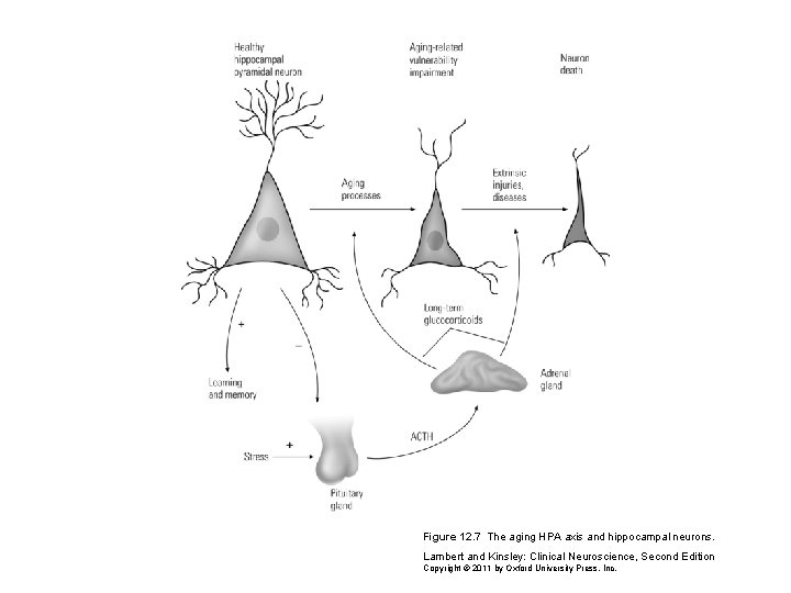 Figure 12. 7 The aging HPA axis and hippocampal neurons. Lambert and Kinsley: Clinical