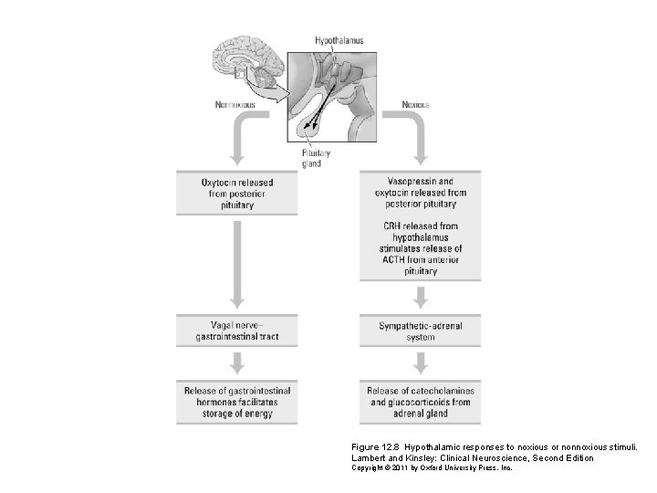 Figure 12. 8 Hypothalamic responses to noxious or nonnoxious stimuli. Lambert and Kinsley: Clinical