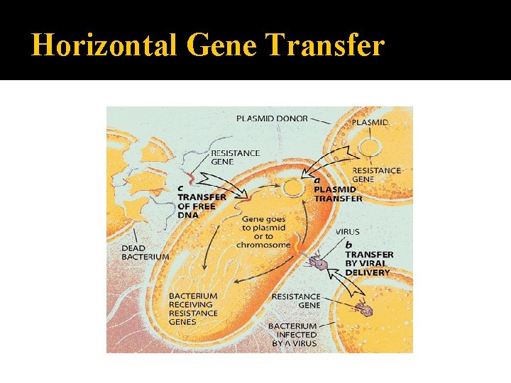 Horizontal Gene Transfer 