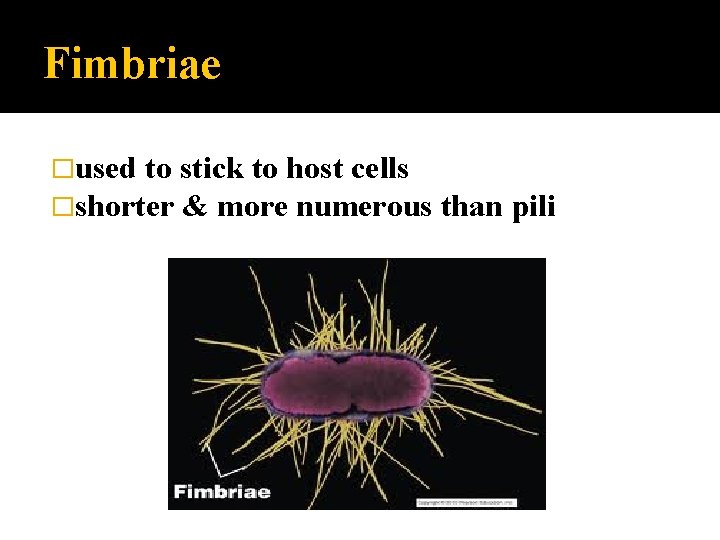 Fimbriae �used to stick to host cells �shorter & more numerous than pili 