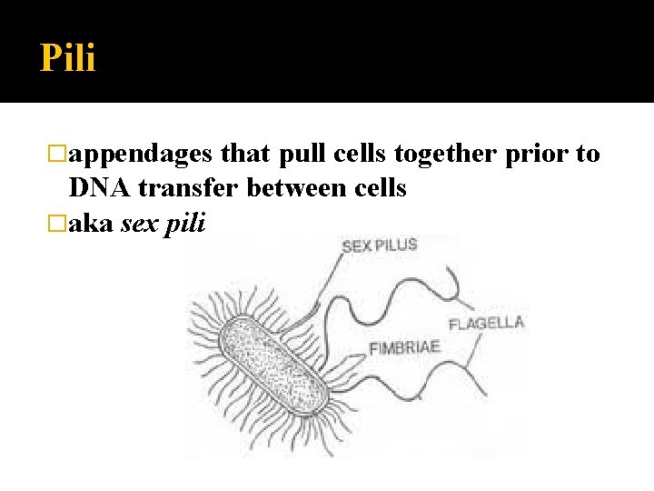 Pili �appendages that pull cells together prior to DNA transfer between cells �aka sex