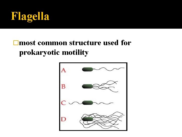 Flagella �most common structure used for prokaryotic motility 