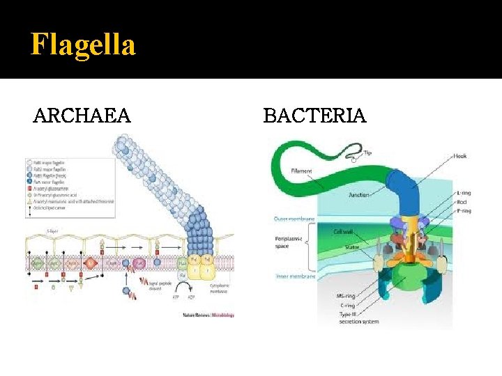 Flagella ARCHAEA BACTERIA 