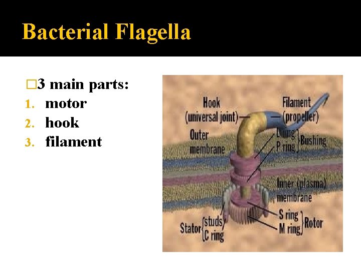 Bacterial Flagella � 3 main parts: 1. motor 2. hook 3. filament 