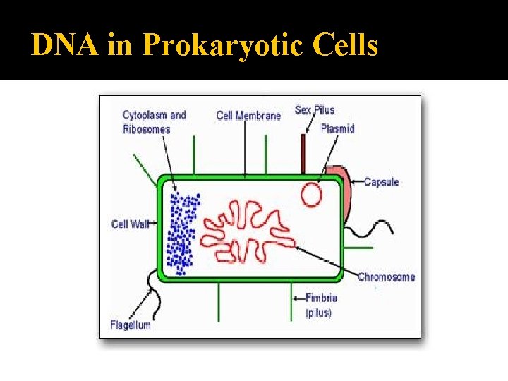 DNA in Prokaryotic Cells 