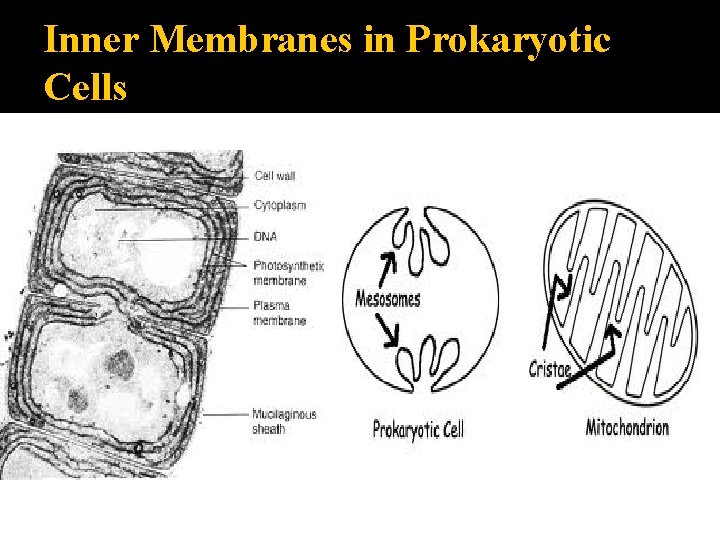 Inner Membranes in Prokaryotic Cells 