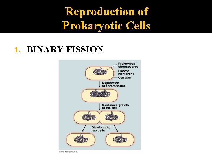 Reproduction of Prokaryotic Cells 1. BINARY FISSION 