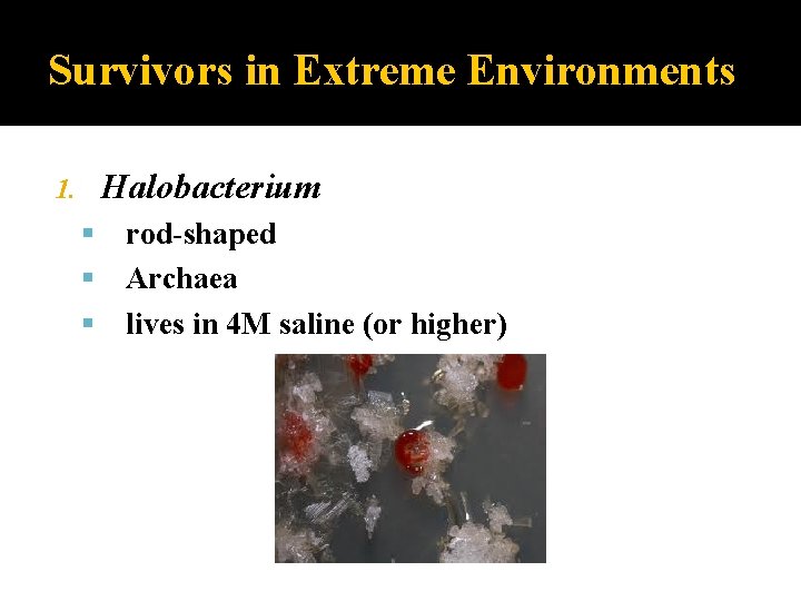 Survivors in Extreme Environments Halobacterium 1. rod-shaped Archaea lives in 4 M saline (or