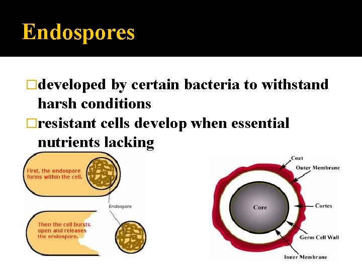 Endospores �developed by certain bacteria to withstand harsh conditions �resistant cells develop when essential