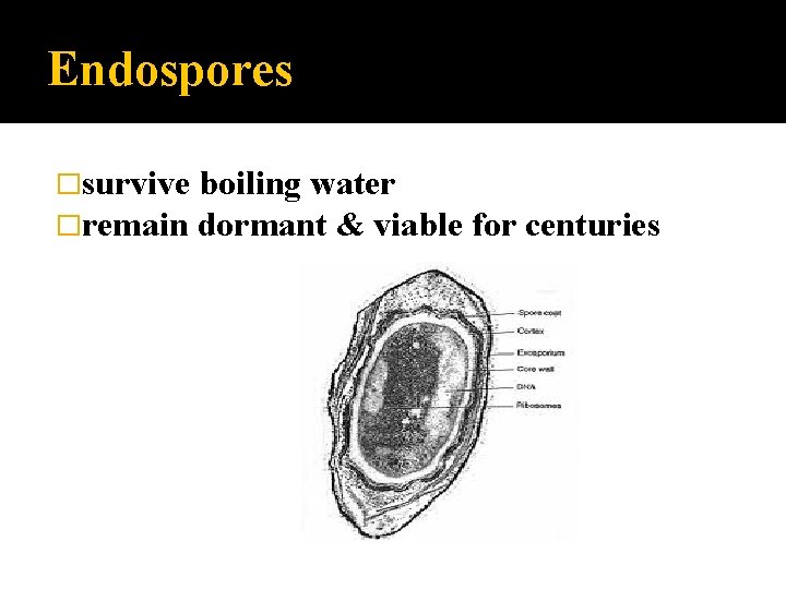 Endospores �survive boiling water �remain dormant & viable for centuries 