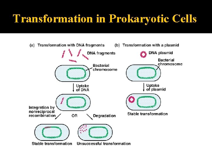 Transformation in Prokaryotic Cells 