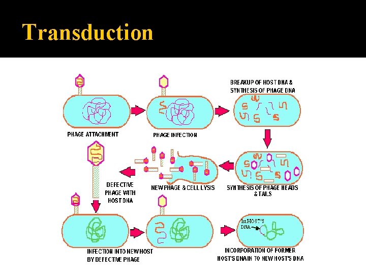 Transduction 