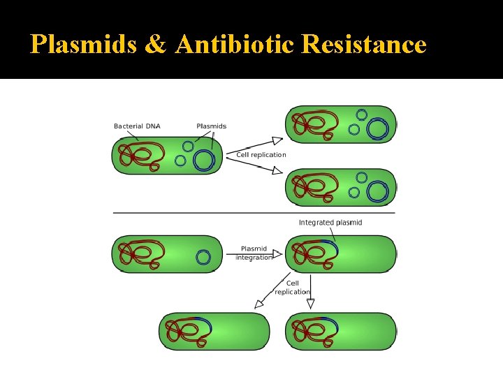 Plasmids & Antibiotic Resistance 