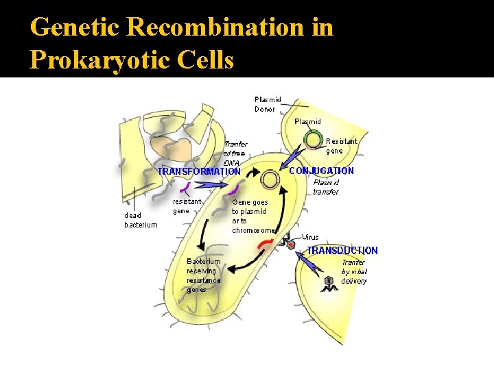 Genetic Recombination in Prokaryotic Cells 
