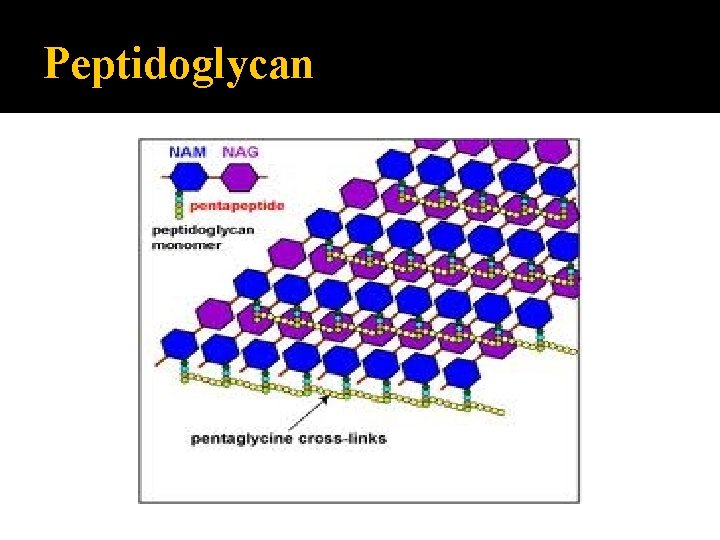 Peptidoglycan 