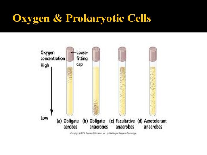 Oxygen & Prokaryotic Cells 