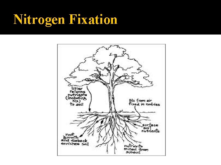 Nitrogen Fixation 