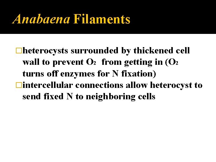 Anabaena Filaments �heterocysts surrounded by thickened cell wall to prevent O 2 from getting