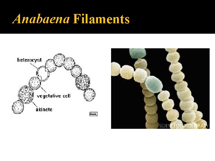 Anabaena Filaments 