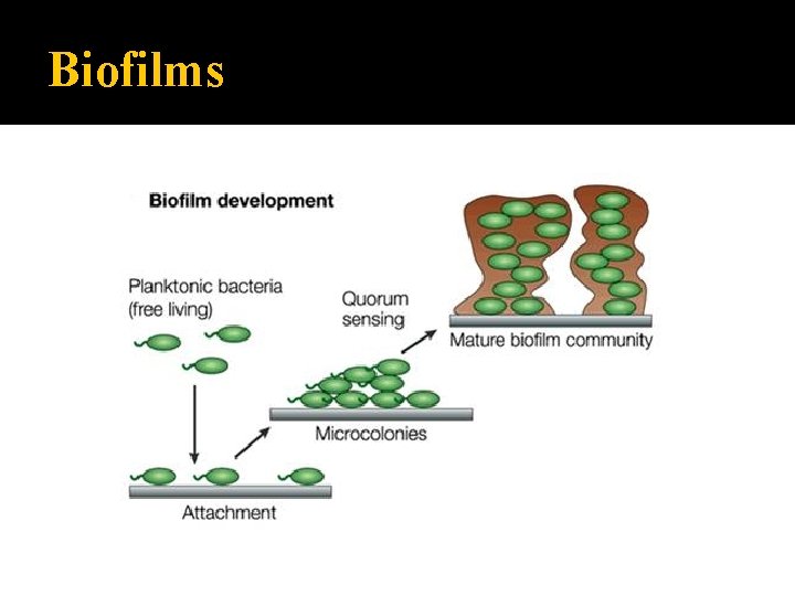 Biofilms 