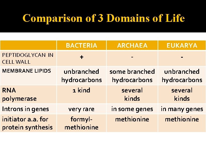 Comparison of 3 Domains of Life BACTERIA ARCHAEA EUKARYA PEPTIDOGLYCAN IN CELL WALL +