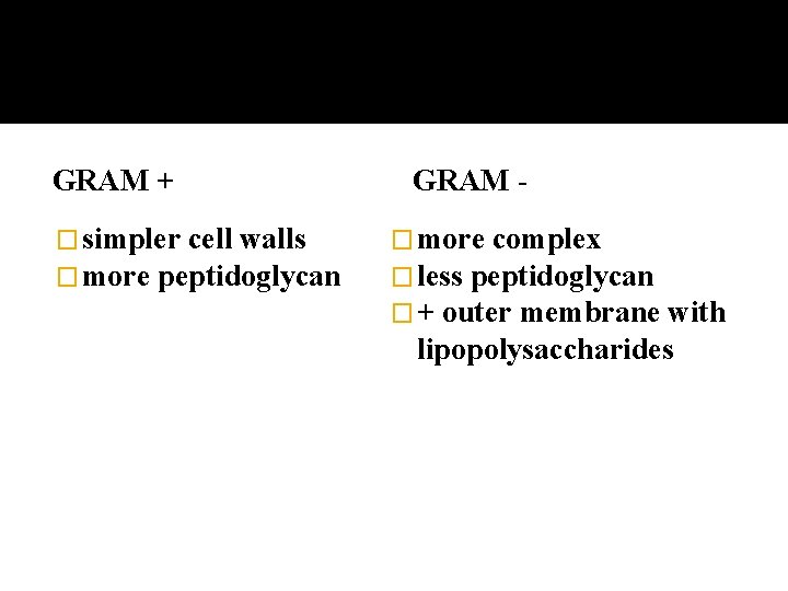 GRAM + � simpler cell walls � more peptidoglycan GRAM � more complex �