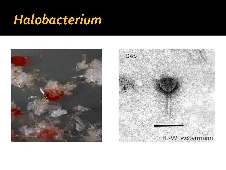 Halobacterium 