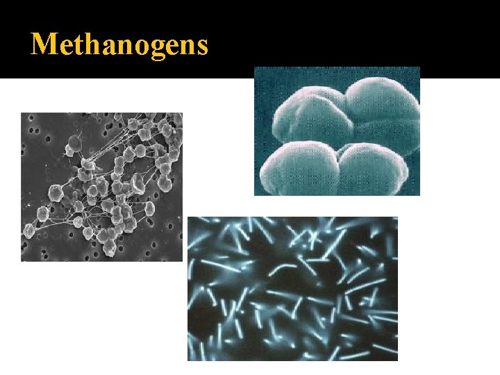 Methanogens 