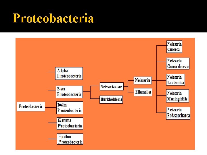 Proteobacteria 