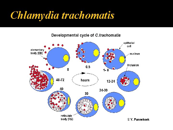 Chlamydia trachomatis 