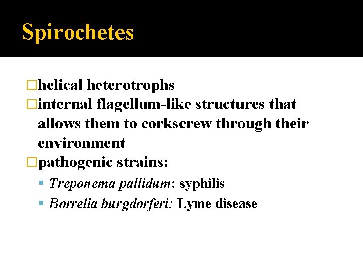 Spirochetes �helical heterotrophs �internal flagellum-like structures that allows them to corkscrew through their environment