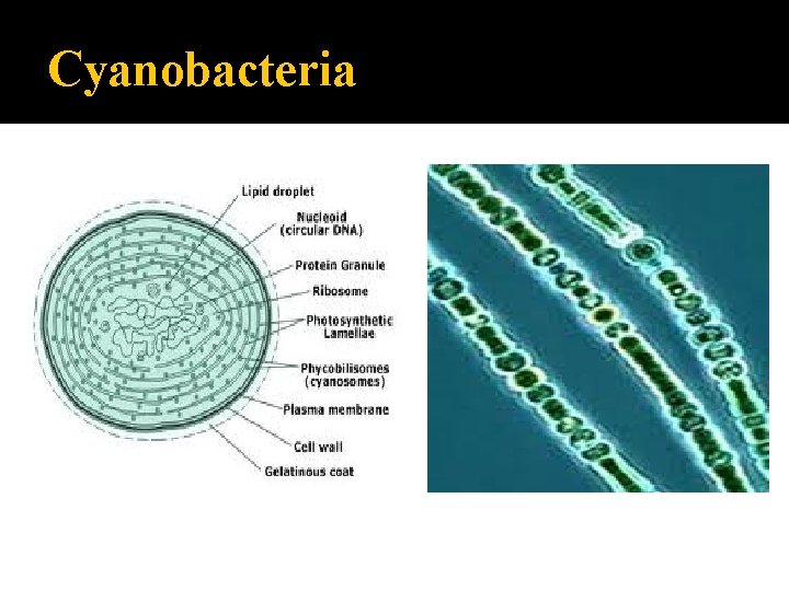 Cyanobacteria 