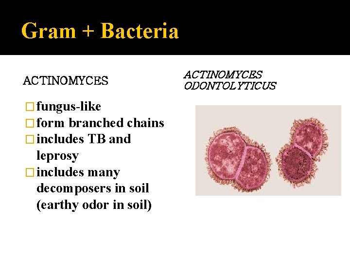 Gram + Bacteria ACTINOMYCES � fungus-like � form branched chains � includes TB and