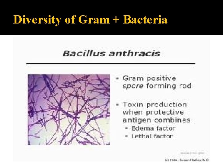 Diversity of Gram + Bacteria 
