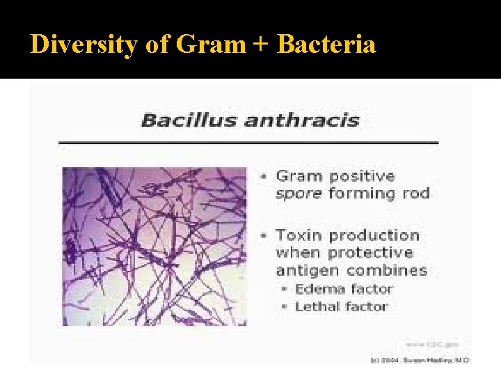 Diversity of Gram + Bacteria 