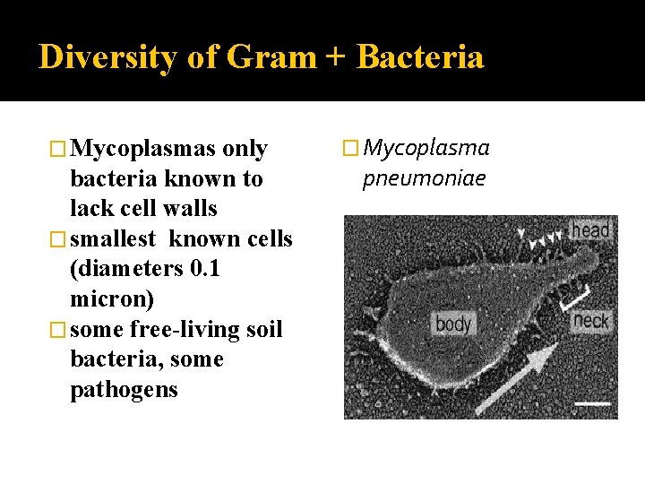 Diversity of Gram + Bacteria � Mycoplasmas only bacteria known to lack cell walls