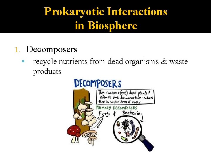 Prokaryotic Interactions in Biosphere Decomposers 1. recycle nutrients from dead organisms & waste products