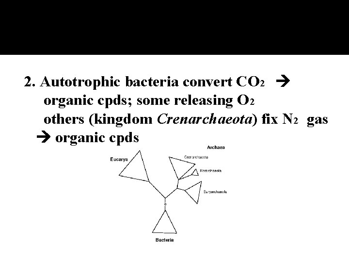 2. Autotrophic bacteria convert CO 2 organic cpds; some releasing O 2 others (kingdom
